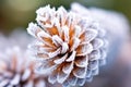close-up of a snowflake-covered pine cone in winter Royalty Free Stock Photo