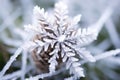 close-up of a snowflake-covered pine cone in winter Royalty Free Stock Photo