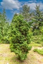 Close up of a Snowflake Hinoki cypress, Chamaecyparis obtusa Snowflake