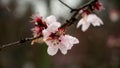 Close-up of snowflakes falling on cherry tree blossoms during the spring season. The footage captures the beauty of nature,