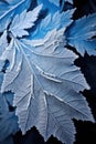 close-up of snowflakes resting on a frozen leaf