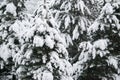 Snow-covered branches of a coniferous tree in the winter forest