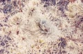 Close-up of snowy conifer tree in winter time, retro filter