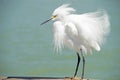 Close up a Snowy Egret as he waits on a fishing pier. Royalty Free Stock Photo