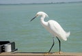 Close up a Snowy Egret as he waits on a fishing pier. Royalty Free Stock Photo