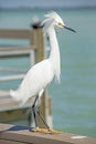 Close up a Snowy Egret as he waits on a fishing pier. Royalty Free Stock Photo