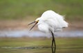 Close up of a snowy egret catching fish Royalty Free Stock Photo