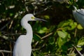 Close-up of a Snowy Egret Royalty Free Stock Photo