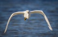 Close up Snowy egret flying straight at camera