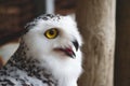 Close-up of a snowy owl Bubo scandiacus Royalty Free Stock Photo