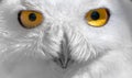 Snowy owl portrait. Bubo scandiacus facing camera, close-up Royalty Free Stock Photo