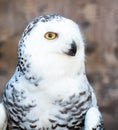 Close-up on a Snowy Owl Royalty Free Stock Photo