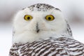 Close-up of a snowy owl Royalty Free Stock Photo