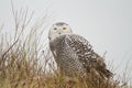 Close-up Snowy owl Royalty Free Stock Photo