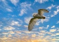 Close up of a Snowy Owl in flight against a blue sky Royalty Free Stock Photo