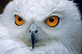 close-up of a snowy owls eyes focused on its prey