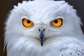 close-up of a snowy owls intense gaze while hunting