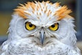 close-up of a snowy owls yellow eyes
