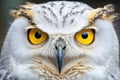 close-up of a snowy owls yellow eyes