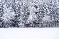 Close up of snowy pine trees with bench on a winter landscape Royalty Free Stock Photo