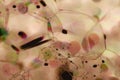 Close-up soap bubbles background. macro. microscobic sceen.