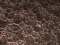 Close up of soap bubbles look like scienctific image of cell and cell membrane. bronze background