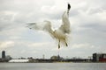 Close up of soaring seagull Royalty Free Stock Photo