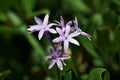 Close up of a Society Garlic flower cluster. Royalty Free Stock Photo