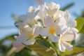 Close up of soft blurred and soft focus White frangipani flowers.