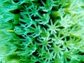 Close-up of soft coral tentacles, bonaire, caribbean sea