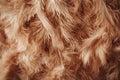 Soft Brown Feathers Texture Background Fluffy. Royalty Free Stock Photo