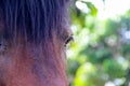 Soft focus eye of brown horse , animal face background Royalty Free Stock Photo