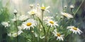 Close up soft focus nature background featuring wild camomile flowers. Royalty Free Stock Photo
