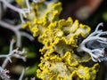 Close up soft focus photo of yellow lichen Royalty Free Stock Photo