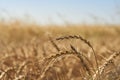 close-up soft focus ripe yellow and orange ears of wheat against blue sky. beautiful field of grasses stretching into Royalty Free Stock Photo