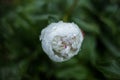 Close-up soft focus white peony with rain drops on contasted dark green leaves background Royalty Free Stock Photo
