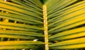 Close-up soft focused green-yellow palm leaves