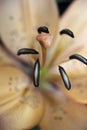 Close up of Tiger Lily Flower and soft blur Royalty Free Stock Photo