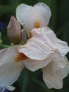 Close-up of a soft pink iris flower on a blurry green natural background. Shallow depth of field selective focus Royalty Free Stock Photo