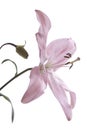 Close-up of Soft Pink Lily on White Background Royalty Free Stock Photo