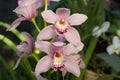 Close up of a soft pink orchid cymbidium. Royalty Free Stock Photo