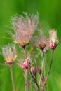 Prairie Smoke - Geum triflorum