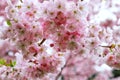 Close up of soft pink Prunus Accolade flowers.