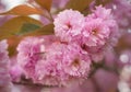 Close up of soft pink Prunus Accolade flowers in spring. Japanesse cherry Kanzan also known as East asian cherry