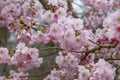 Prunus Accolade Royalty Free Stock Photo