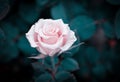 Close-up of a soft pink rose flower blooming with dark green backgrounds. Royalty Free Stock Photo