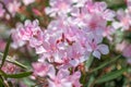 Close up soft pink sweet oleander flower. Sweet Oleander blooming Royalty Free Stock Photo