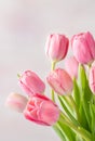 Close-up of Lovely Pink Tulips Royalty Free Stock Photo