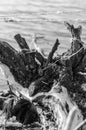 Old dry driftwood on the seashore. Walk along the shore after a storm. Royalty Free Stock Photo