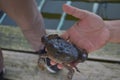 Close up Soft shell crab in hand and in box with old crab shell Royalty Free Stock Photo